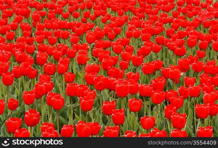Field with lots of red tulips