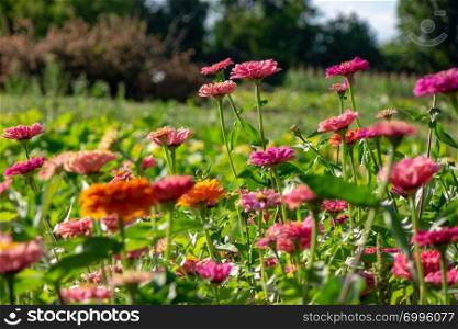 Field with pink flowers of zinnia on the background of green trees on a summer sunny day.. Pink delicate flowers of zinnia in the village garden against the background of trees on a summer day. Flower layout