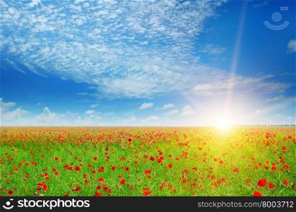 field with poppies and sun on blue sky