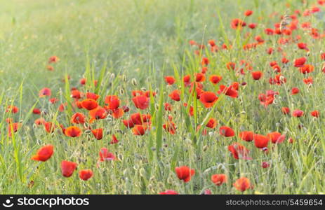 Field with Poppies in rays sun