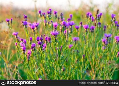 field with purple cornflowers at dawn