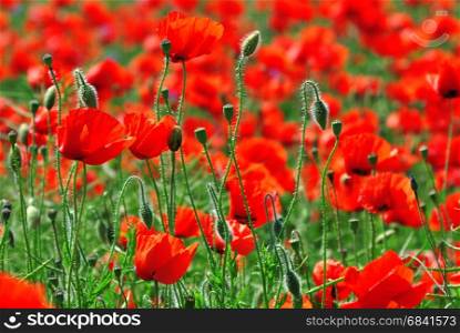 Field with red blooming poppies on a spring day