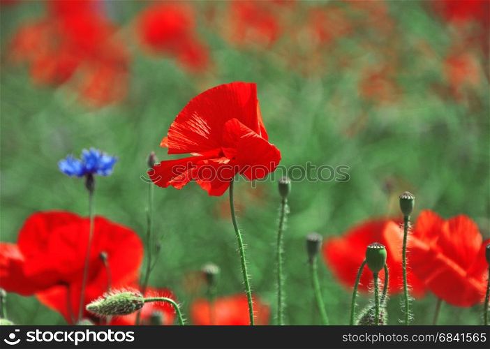 Field with red blooming poppies, spring day