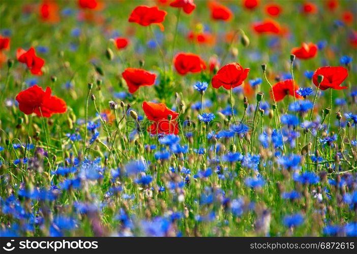 field with red poppies and blue cornflowers, spring day