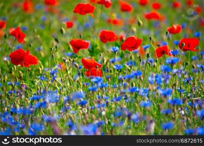 field with red poppies and blue cornflowers, spring day