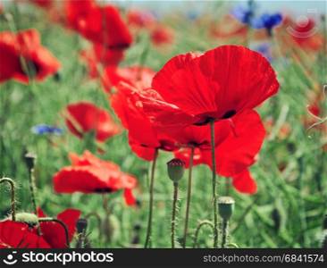 Field with red poppies, selective focus, vintage toning