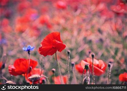 Field with red poppies, vintage toning