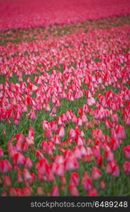 field with red tulips in the netherlands. . red tulips in the netherlands