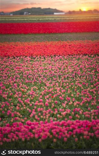 field with red tulips in the netherlands. . red tulips in the netherlands
