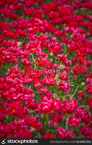 field with red tulips in the netherlands. . red tulips in the netherlands