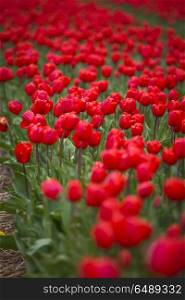 field with red tulips in the netherlands. . red tulips in the netherlands