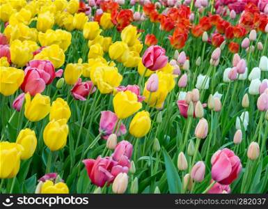 Field with red, yellow and white tulips in the garden Keukenhof, Netherlands. Background of colorful colorful fresh tulips