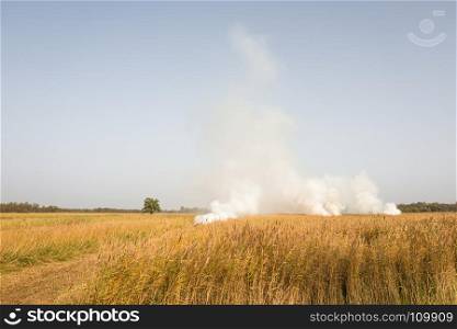 Field with reed burning.