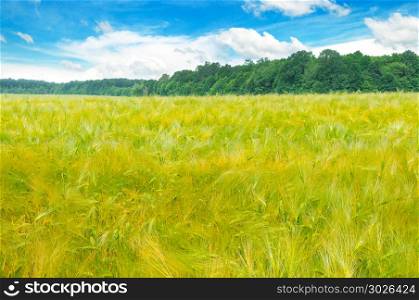 Field with ripe ears of wheat and blue cloudy sky.. Field with ripe ears of wheat and blue cloudy sky. Agricultural landscape.