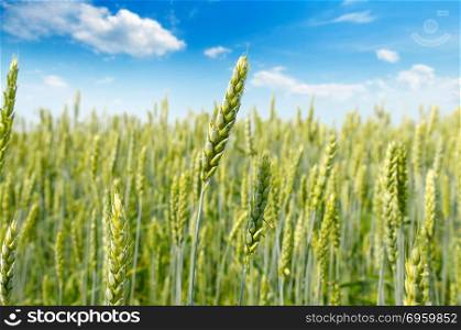 Field with ripe ears of wheat and blue cloudy sky. Shallow depth. Field with ripe ears of wheat and blue cloudy sky. Agricultural landscape. Shallow depth of field. Focus on the front ears.