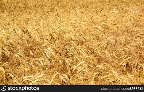 Field with ripe yellow wheat on a summer day