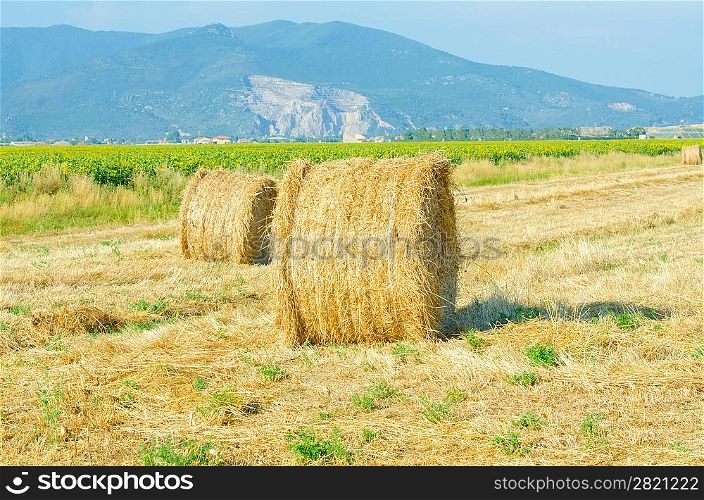 Field with rolls of hay on summer day