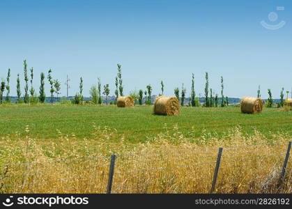 Field with rolls of hay on summer day