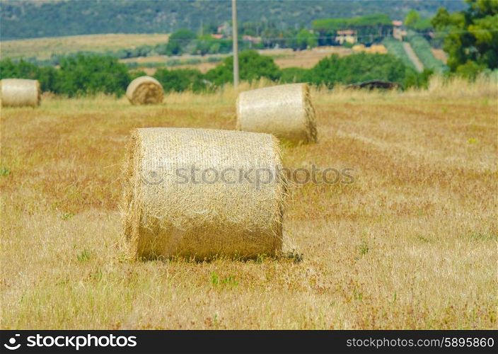 Field with rolls of hay on summer day