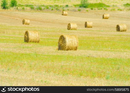 Field with rolls of hay on summer day