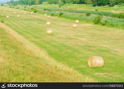 Field with rolls of hay on summer day