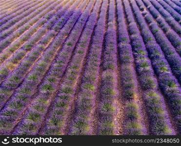 Field with rows of blooming lavender. Provence in France. Aerial view. Lavender field in Provence France. Aerial view
