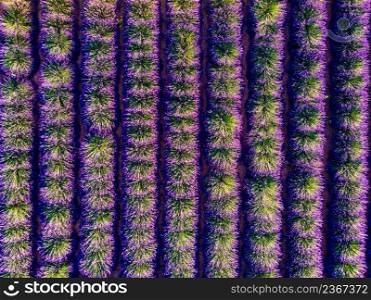 Field with rows of blooming lavender. Provence in France. Aerial view. Lavender field in Provence France. Aerial view