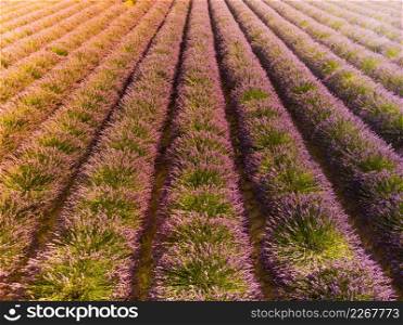 Field with rows of blooming lavender. Provence in France.. Lavender field in Provence France