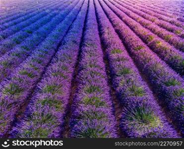 Field with rows of blooming lavender. Provence in France.. Lavender field in Provence France