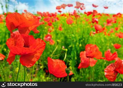 Field with scarlet poppies. Focus on the foreground. Shallow depth of field