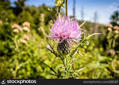 Field with Silybum marianum (Milk Thistle) Medical plants in mountains