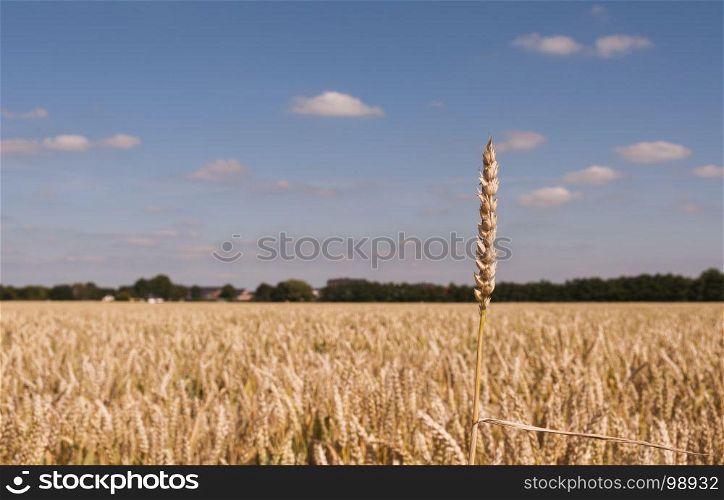 field with single ear of corn above the harvest field with grain. one ear of corn above the grain field