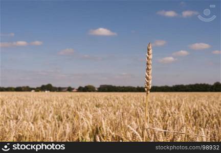 field with single ear of corn above the harvest field with grain. one ear of corn above the grain field
