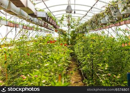 Field with spring and summer flowers in greenhouse at sunlight. Field with flowers in greenhouse. Field with flowers in greenhouse