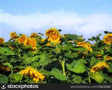 Field with sunflowers and blue sky.