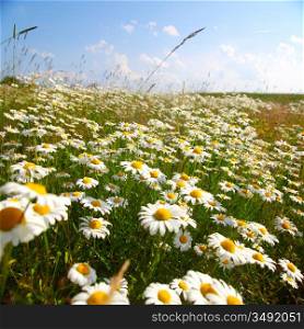 field with white daisies under sunny sky