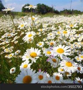 field with white daisies under sunny sky