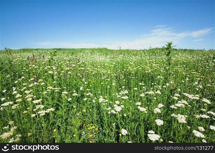 Field with white flowers under a blue sky day. Field with white flowers under a blue sky