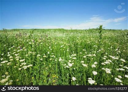 Field with white flowers under a blue sky day. Field with white flowers under a blue sky