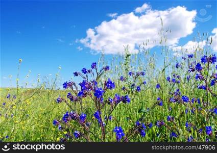 field with wild blue flowers, Portugal