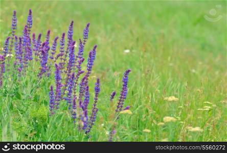 field with wild flowers of lavender in spring time