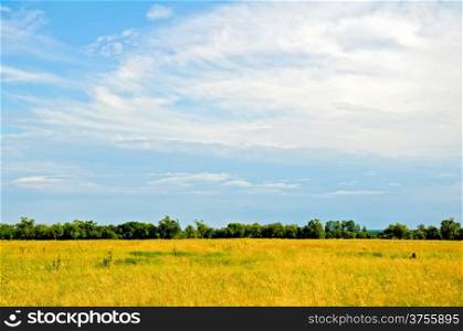 Field with yellow and green grass, trees, blue sky with white clouds
