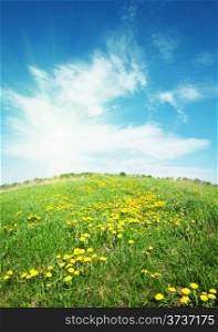 Field with yellow dandelions under blue sky