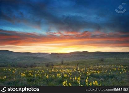 Field with yellow flowers and dramatic colorful sky at sunset