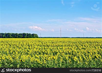 Field with yellow flowers of sunflower, trees against the blue sky and clouds