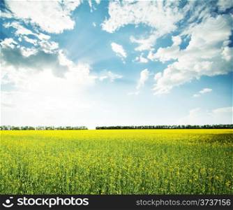 Field with yellow flowers under a cloudy sky