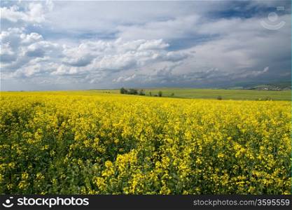 Field with yellow rape