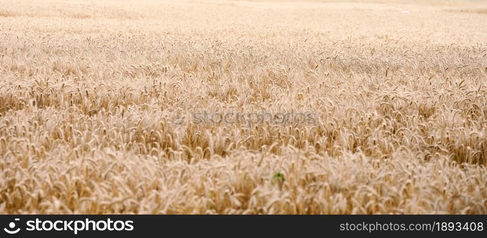 field with yellow ripe wheat on a summer day. Good harvest, banner