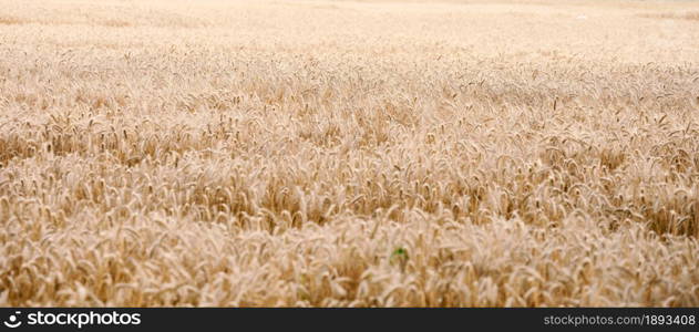 field with yellow ripe wheat on a summer day. Good harvest, banner