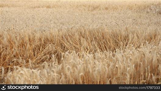 field with yellow ripe wheat on a summer day. Good harvest, Ukraine